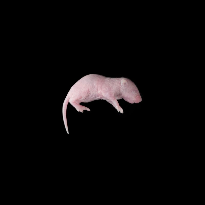 Мышь, голая Замороженная, до 3 гр