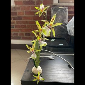 Искусственное растение Hagen Exo-Terra Spider Orchid - фото - 2