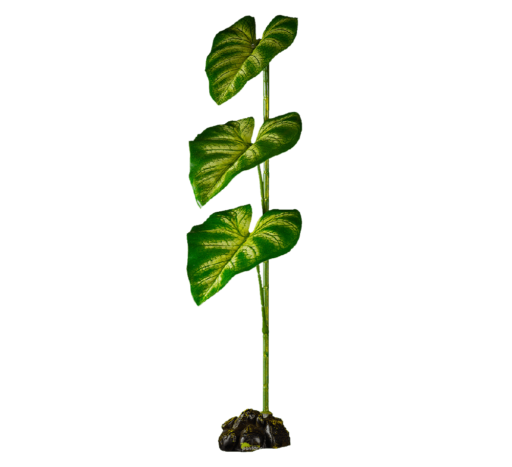monstera variegata half moon Monstera Deliciosa Halfmoon Albo Variegated  Okanoka