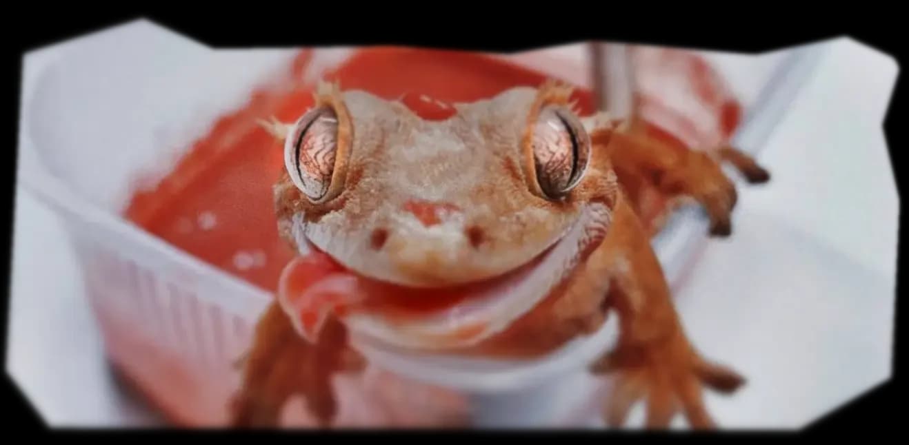 ЧЕМ КОРМ.webp