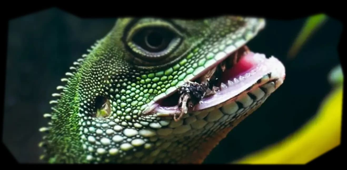 КАК КОРМИТЬ.webp