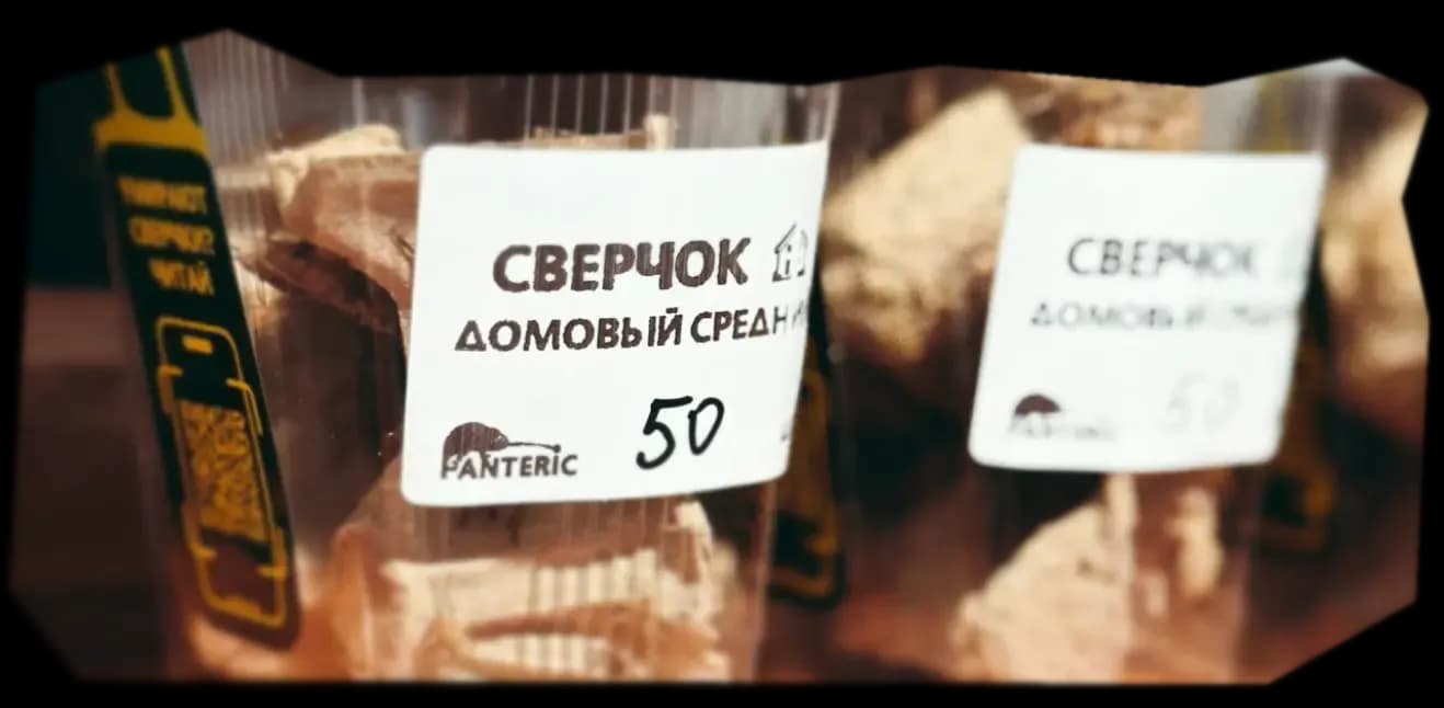 КАК СОДЕРЖАТЬ.webp