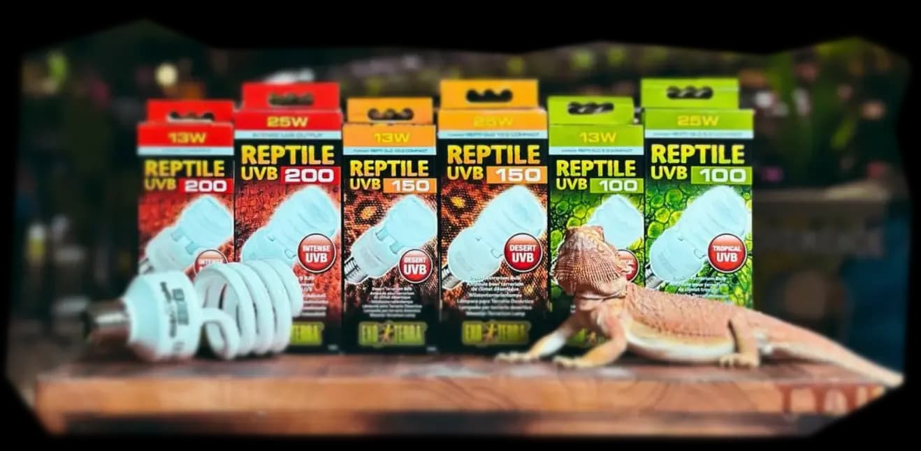 ВЫБОР СВЕТА.webp