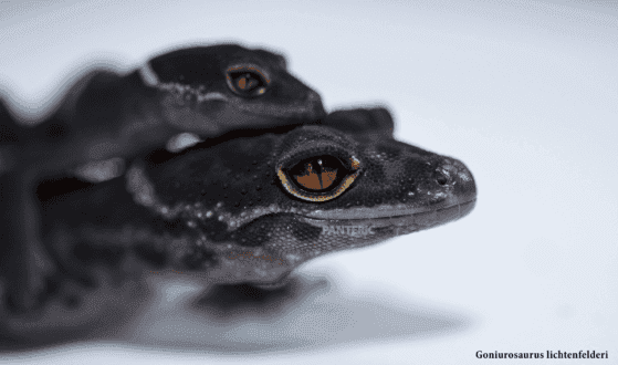 image 248.png