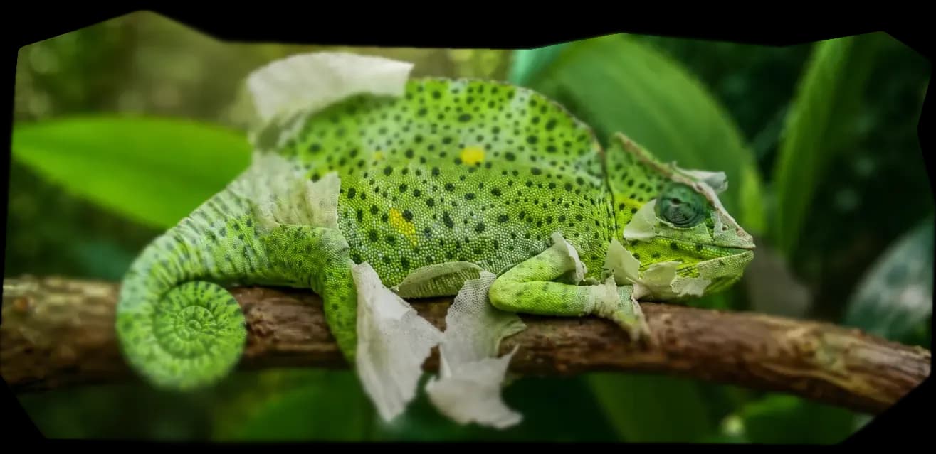линька хамелеона.webp