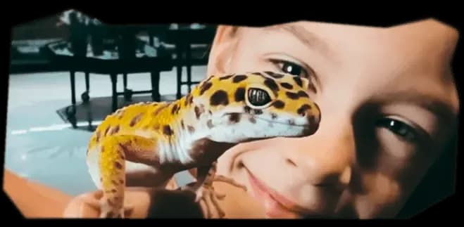 морфы эу.webp