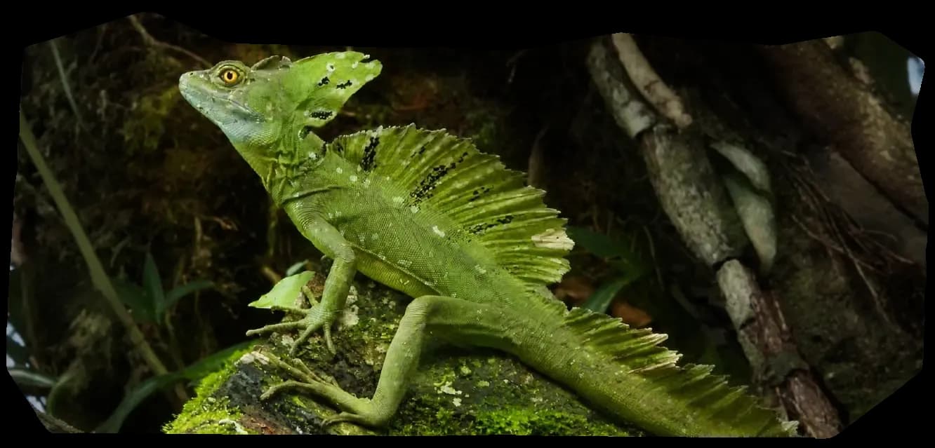 Макет _статьи_1 (3).webp