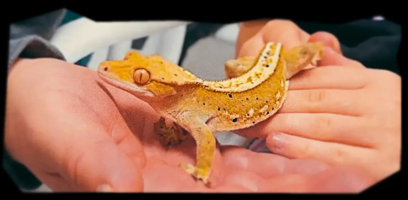 контакт с ящерицами.webp