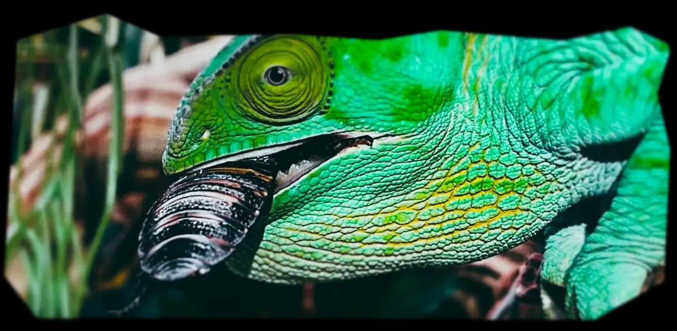 кормовые насекомые.webp