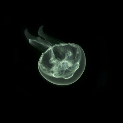 медуза аурелия ушастая