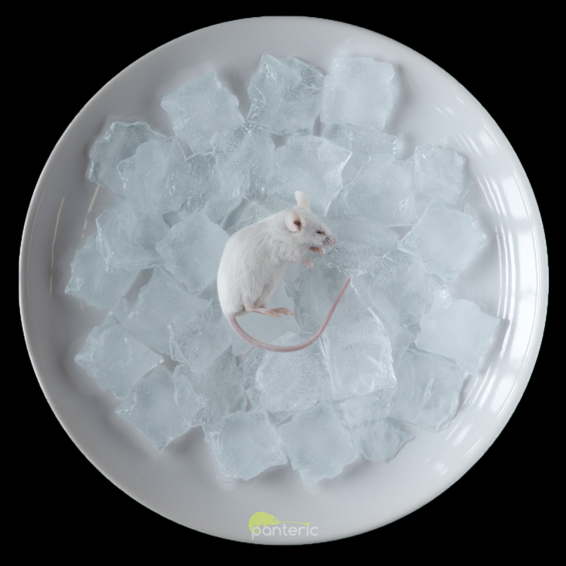 Мышь Замороженная - фото - 4