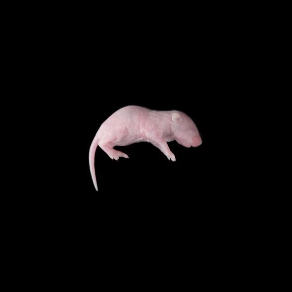 Мышь, голая Замороженная
