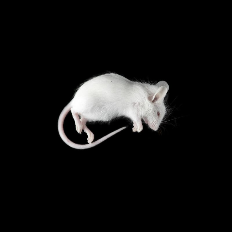 Мышь, «бегунок» замороженная