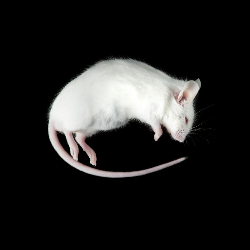 Мышь, взрослая белая замороженная