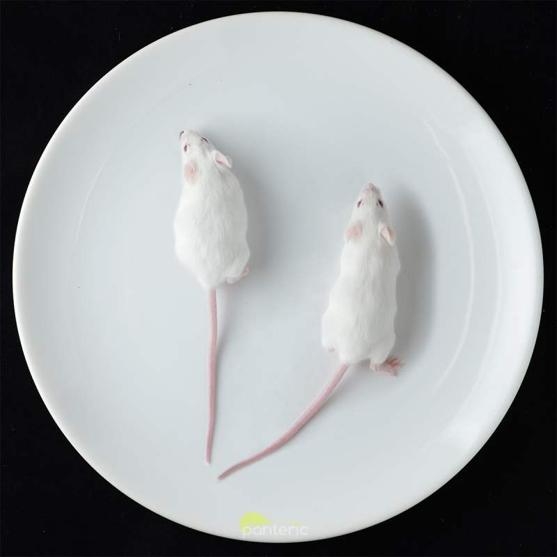 Мыши кормовые, живые - фото - 3
