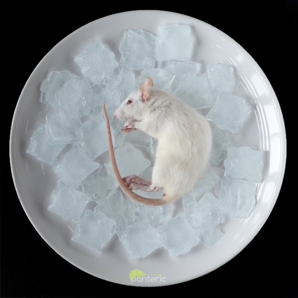 Крыса, голая замороженная, до 15г