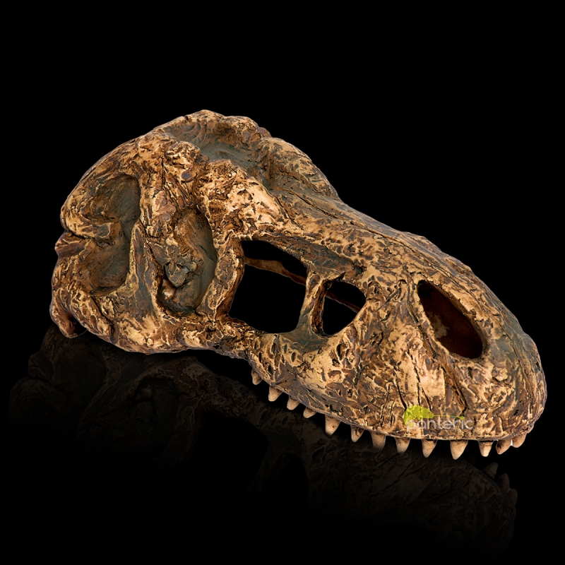 Череп Тиранозавра Hagen Exo-Terra T-rex Skull - фото - 2