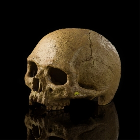 Череп Примата Hagen Exo-Terra Primate Skull - фото - 4