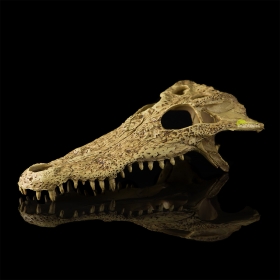Череп Крокодила Hagen Exo-Terra Crocodile Skull - фото - 1