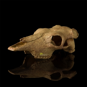 Череп Буйвола Hagen Exo-Terra Buffalo Skull - фото - 3