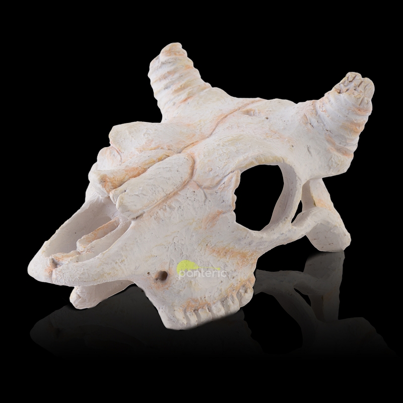 Череп Буйвола маленький Hagen Exo-Terra Buffalo Skull, small - фото - 3