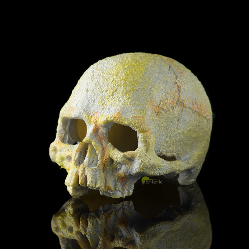 Череп Примата Hagen Exo-Terra Primate Skull, small - фото - 1