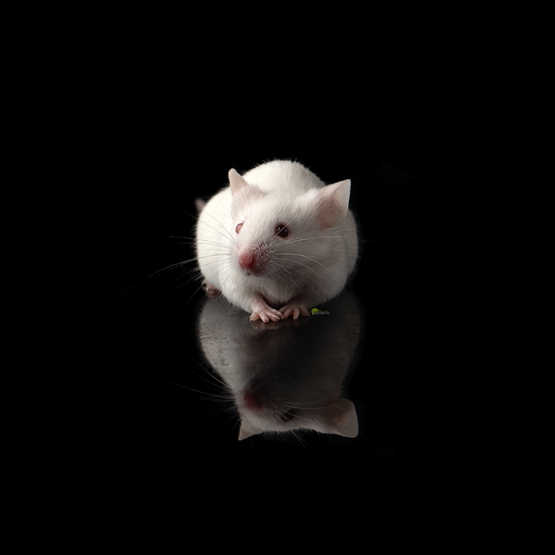 Мышь, взрослая белая живая