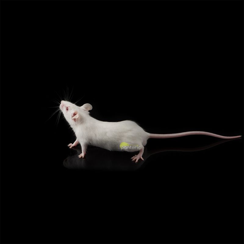 Крыса, бегунок живая