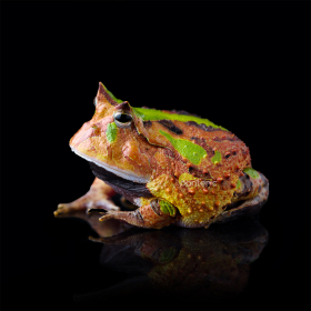 Лягушка Рогатая Амазонская - фото - 1