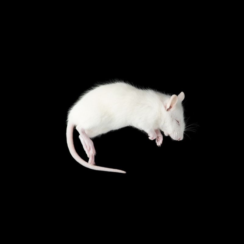 Крыса, бегунок замороженная, 30-90г