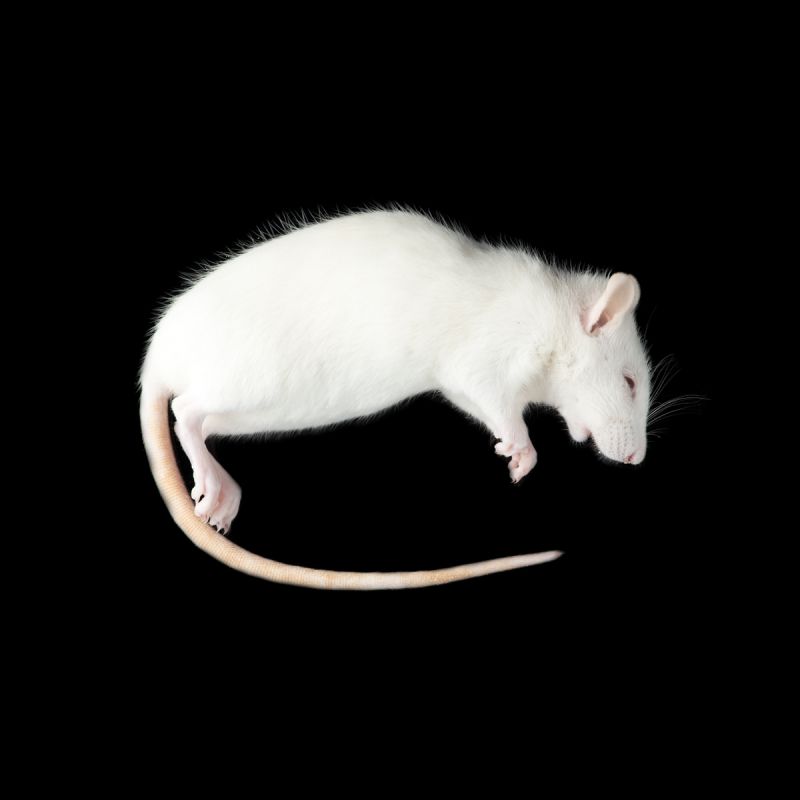 Крыса, подросток замороженная, 90-180г