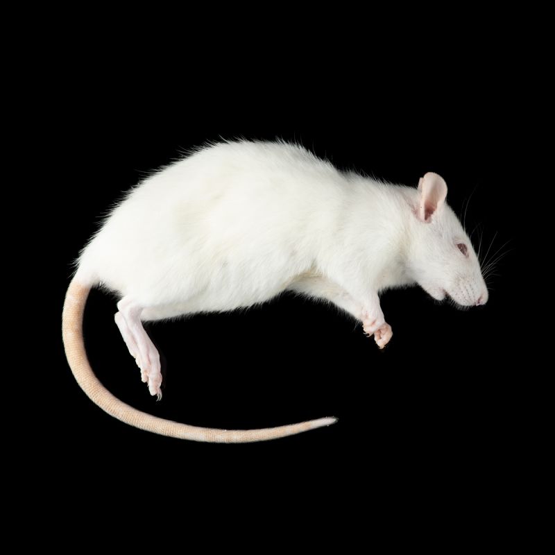 Крыса, взрослая замороженная, 180-300г