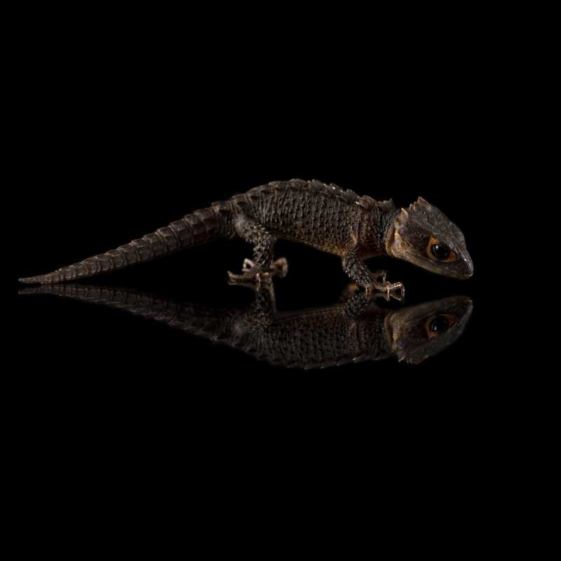 Крокодиловый сцинк - фото - 3