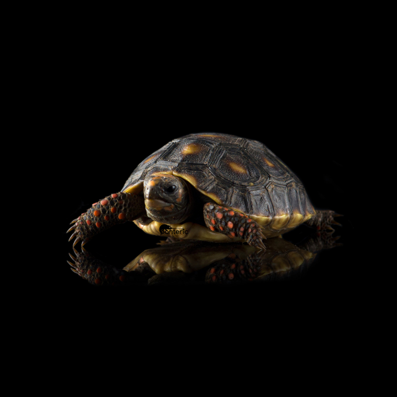 Черепаха Угольная - фото - 1