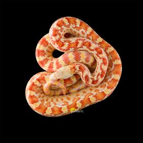 Гофёровая змея "Albino" - фото - 7