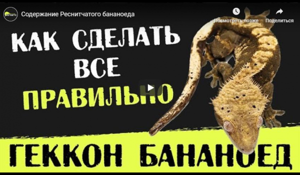 Купить геккона в Москве в зоомагазине «Panteric» | Цены на домашних гекконов