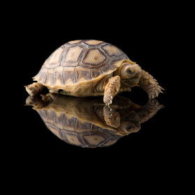 Черепаха Шпороносная - фото - 4