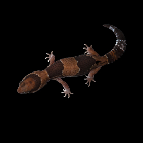 Гемитеконикс (African Fat-Tailed Gecko) - фото - 2