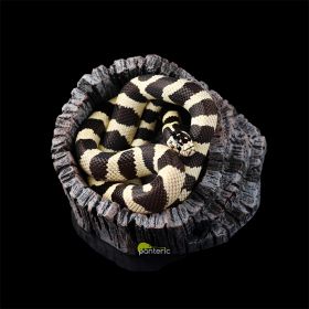 Королевская Калифорнийская змея "black white" - фото - 10