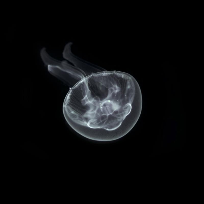 Медуза Аурелия ушастая (Aurelia aurita) - фото - 8