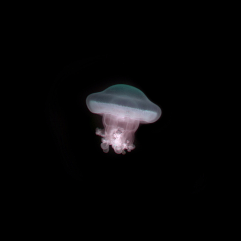 Медуза Яичница (Котилориза) Cotylorhiza tuberculata - фото - 10