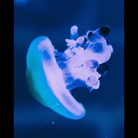 Медуза Яичница (Котилориза) Cotylorhiza tuberculata - фото - 14