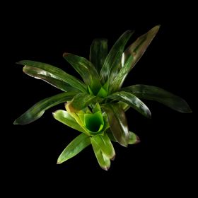 Искусственное растение Hagen Exo-Terra Bromelia - Smart Plant - фото - 15