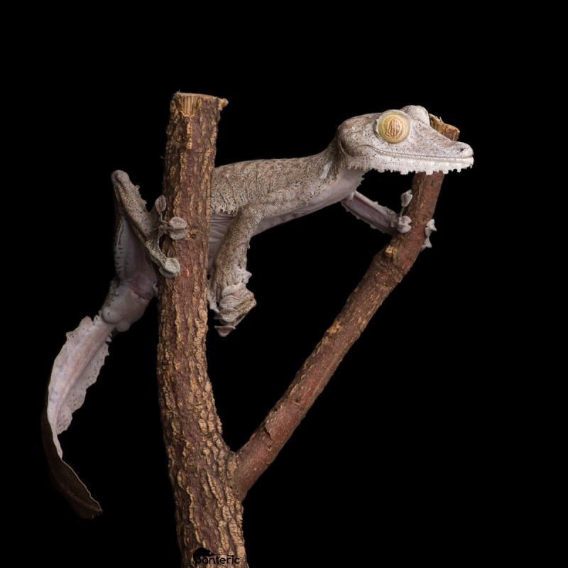 Мадагаскарский плоскохвостый геккон - фото - 5