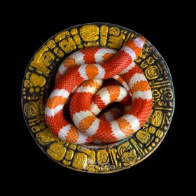 Змея Молочная Гондурасская "Tangerine Albino" - фото - 2