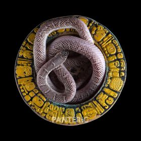 Змея Королевская Брукса "White-Sided - фото - 2