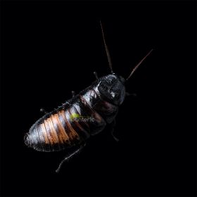 Мадагаскарский таракан - фото - 1