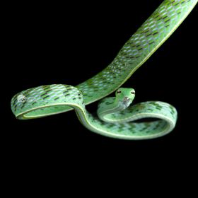 Плетевидная змея - фото - 3