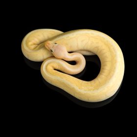 Питон Королевский Pastel Banana Pinstripe - фото - 2