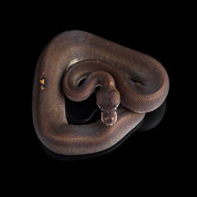 Питон Королевский Super cinnamon 50% het Pied - фото - 2